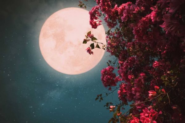 Guru Purnima Web Puja für den spirituellen Lehrer